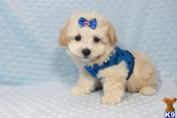 lvpuppyheaven Picture 3
